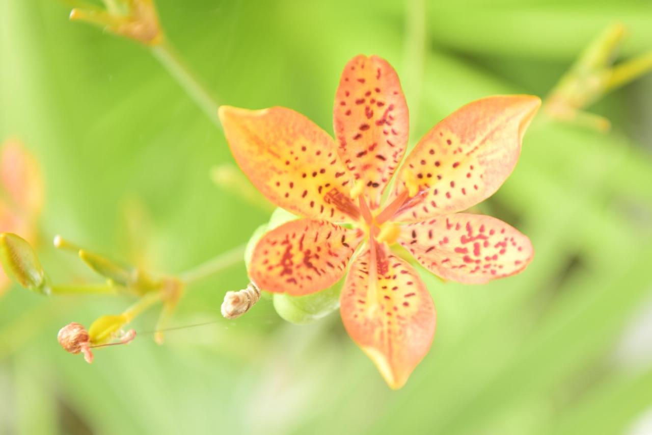 Jardim Bromelias